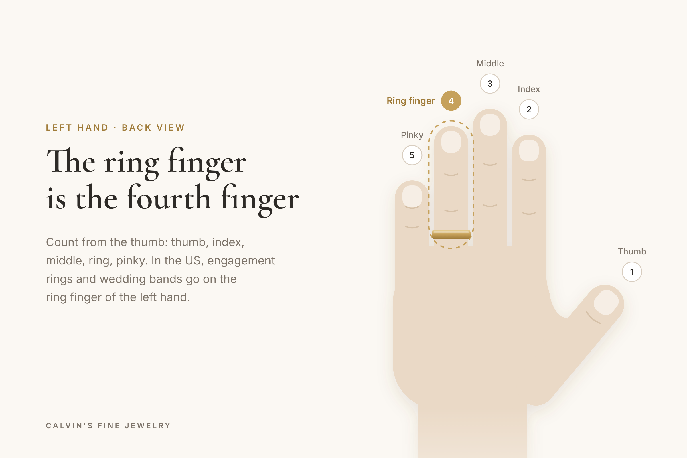 left hand diagram showing the ring finger between the middle finger and pinky
